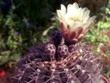 Gymnocalycium_bodenbenderianum